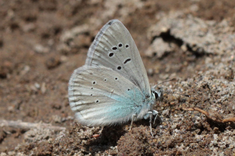 Polyommatus turcicus: Bild 2