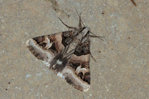 Drasteria cailino: Bild 2