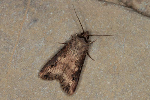 Agrotis ipsilon: Bild 5