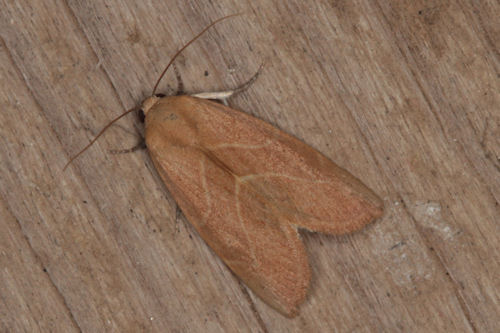 Arcyophora dentula: Bild 6