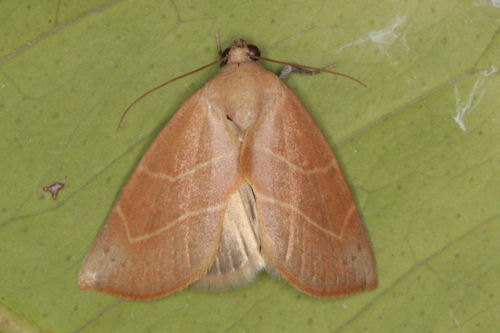 Arcyophora dentula: Bild 7