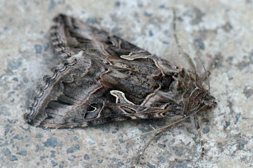 : Bild 81