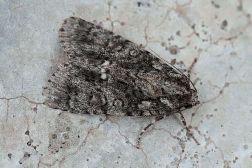 Acronicta rumicis: Bild 2