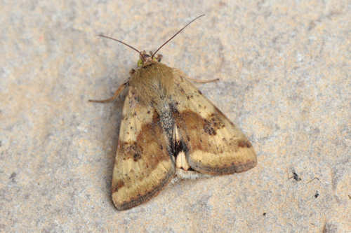 Heliothis viriplaca: Bild 6