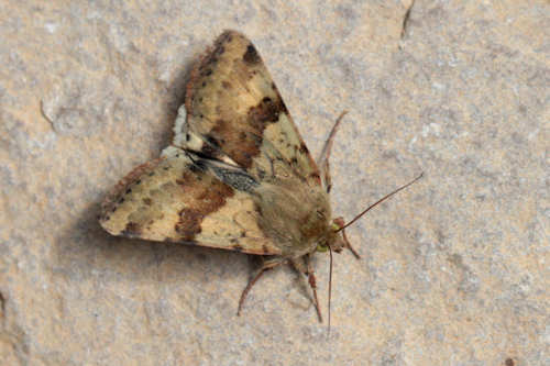 Heliothis viriplaca: Bild 7