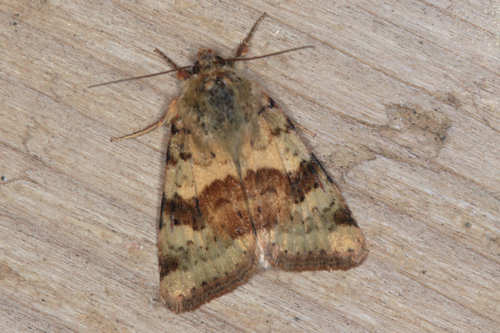 Heliothis viriplaca: Bild 8