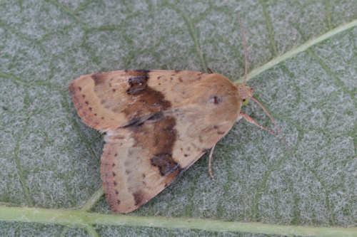 Heliothis viriplaca: Bild 9