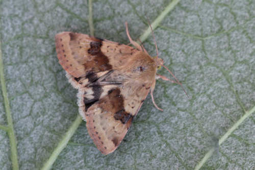 Heliothis viriplaca: Bild 10