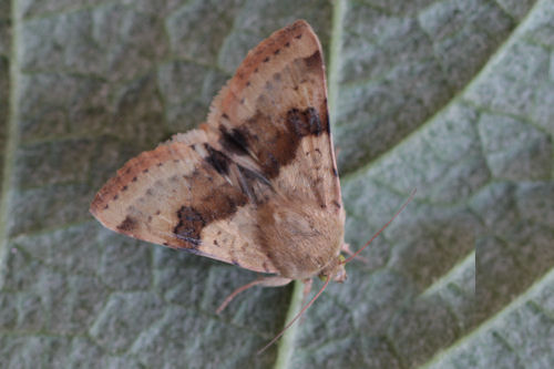 Heliothis viriplaca: Bild 11