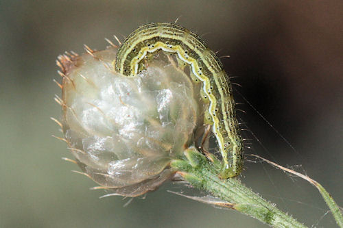 Heliothis viriplaca: Bild 1