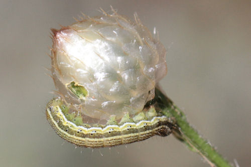 Heliothis viriplaca: Bild 2