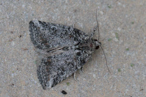 Cryphia tephrocharis: Bild 1