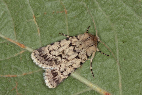 : Bild 84
