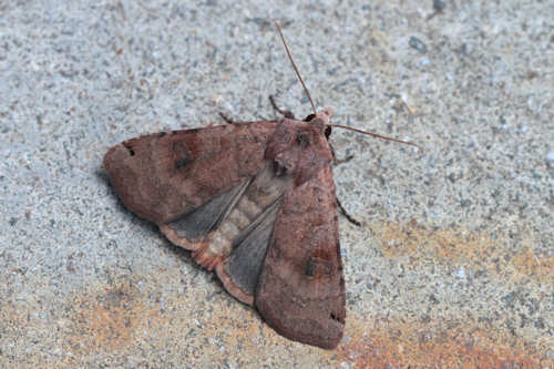 : Bild 82