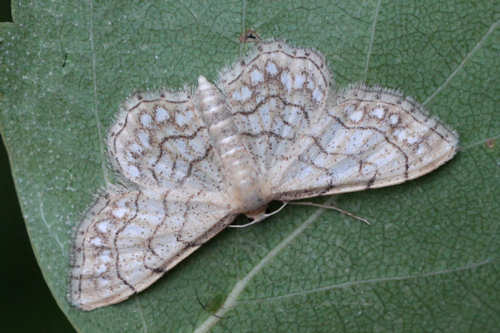 Idaea moniliata: Bild 6