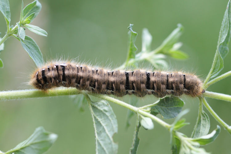 Lasiocampa quercus: Bild 9