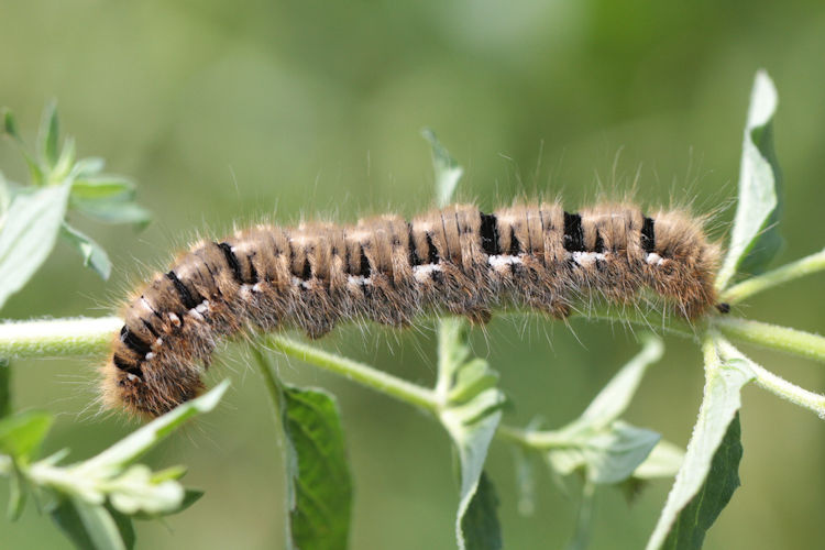 Lasiocampa quercus: Bild 10