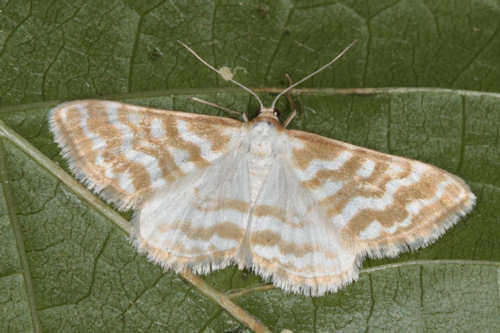 Idaea sericeata: Bild 2