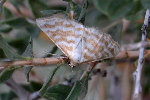 Idaea sericeata: Bild 5