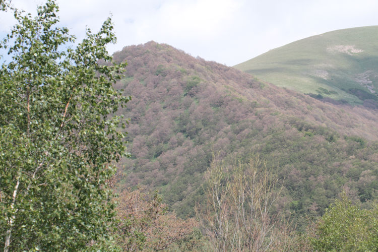 Erannis defoliaria: Bild 51