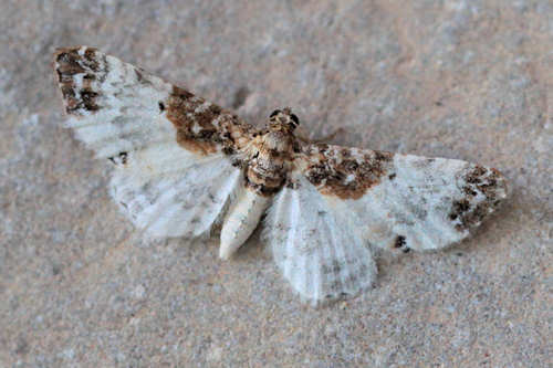 Eupithecia breviculata: Bild 2