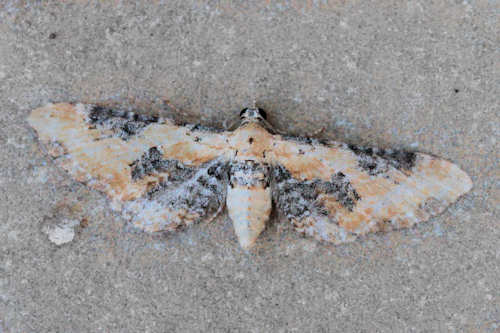 Eupithecia gueneata: Bild 1