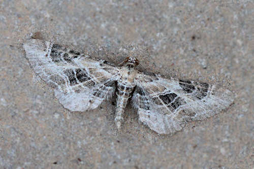 Eupithecia scalptata: Bild 1