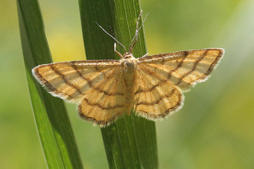 Idaea aureolaria: Bild 8