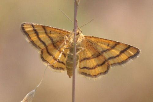 Idaea aureolaria: Bild 15