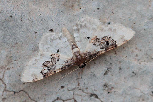 Idaea rusticata: Bild 11