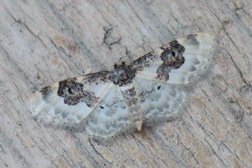 Idaea rusticata: Bild 12