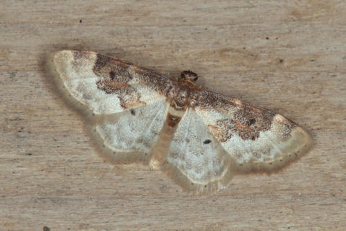 Idaea rusticata: Bild 14