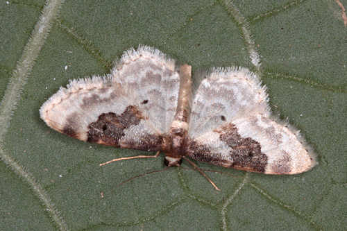 Idaea rusticata: Bild 15