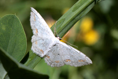 Scopula ornata: Bild 4