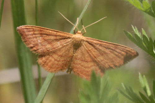 Idaea ochrata: Bild 6