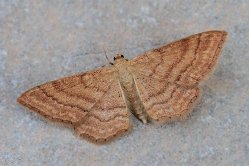 Idaea ochrata: Bild 1