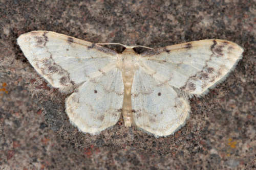 Idaea trigeminata: Bild 1