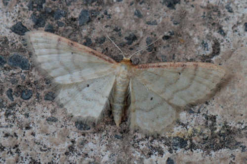 Idaea humiliata: Bild 10