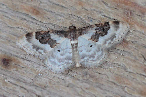 Idaea rusticata: Bild 16