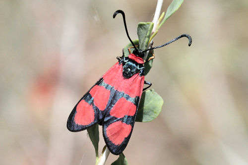 Zygaena cuvieri: Bild 1