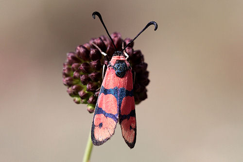 Zygaena manlia: Bild 4