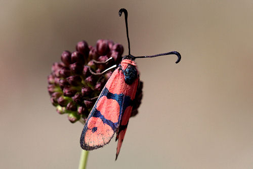 Zygaena manlia: Bild 5