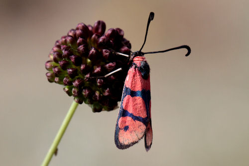 Zygaena manlia: Bild 6