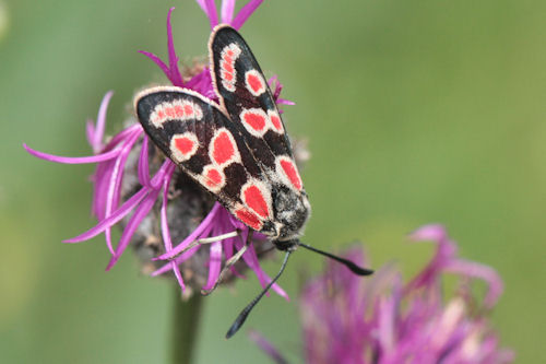 Zygaena carniolica: Bild 1