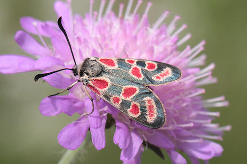 Zygaena carniolica: Bild 3