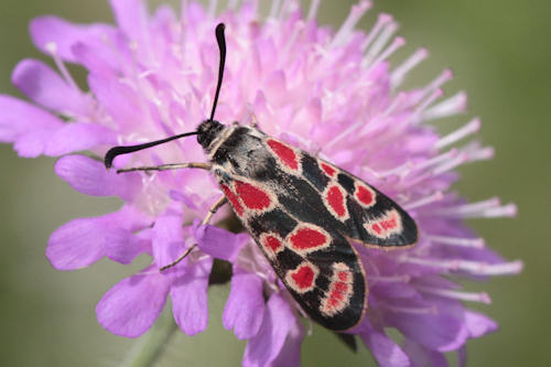 Zygaena carniolica: Bild 6