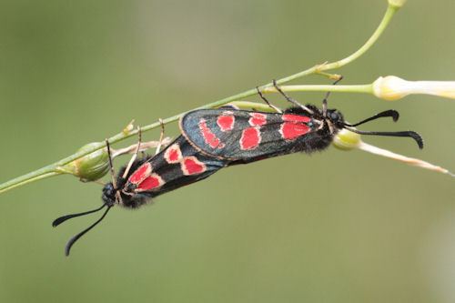 Zygaena carniolica: Bild 10