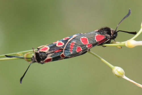 Zygaena carniolica: Bild 11