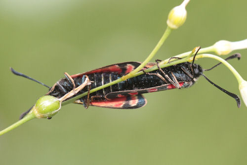 Zygaena carniolica: Bild 12