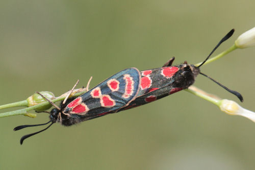 Zygaena carniolica: Bild 13